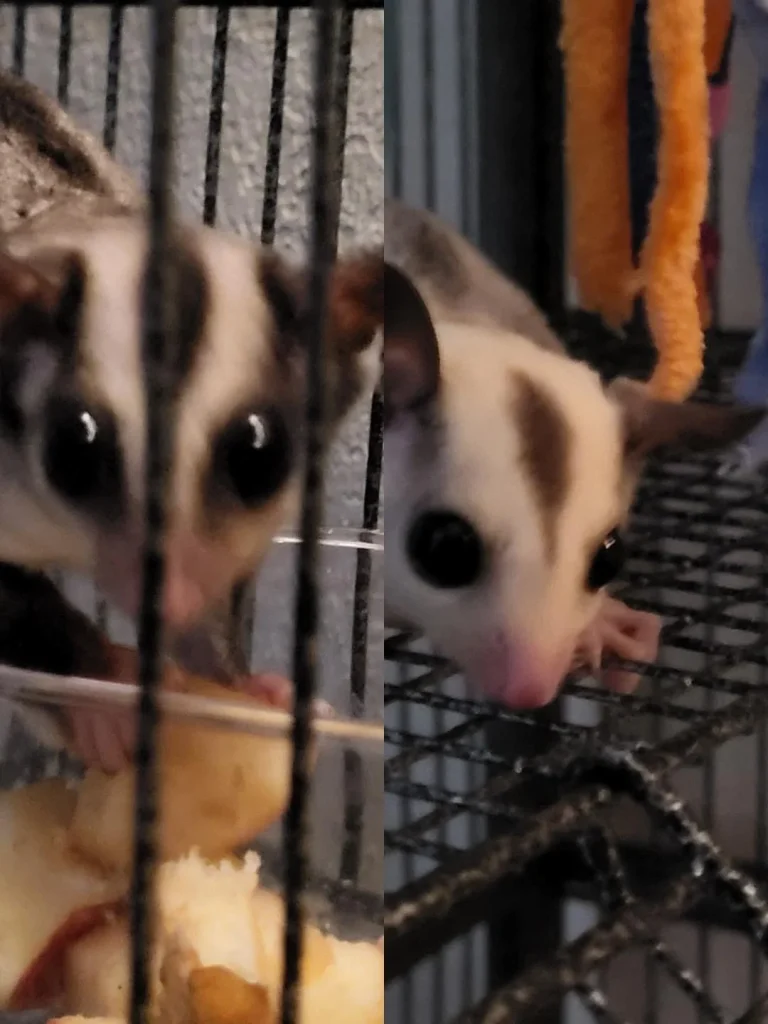 Two sugar gliders interacting in a cage, one eating fruit.